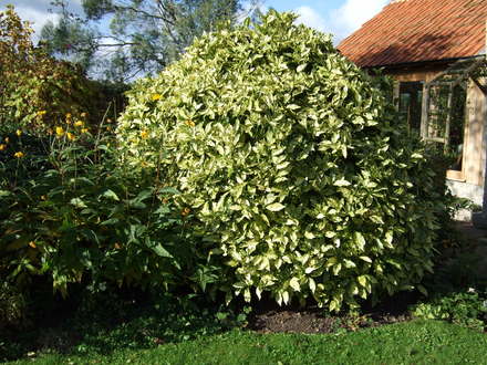 Aucuba japonica 'Picturata' (Aucuba japonica)