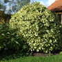 Aucuba japonica