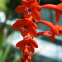 Plants of Pine Lodge Gardens - Watsonia pillansii