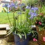 Agapanthus africanus
