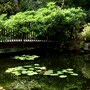 Pine Lodge Gardens - Ornamental Pond and Bridge