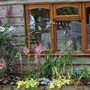 Pine Lodge Gardens - Tea Room one of three window Boxes