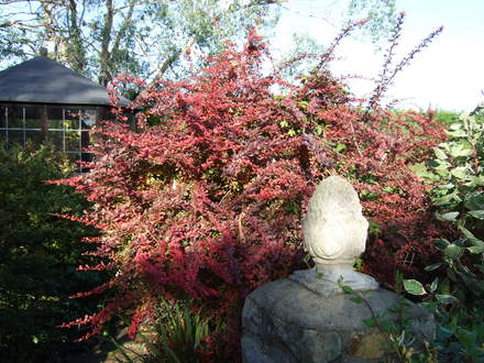 Berberis thunbergii  'Atropurpurea' (Berberis thunbergii)