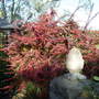 Berberis