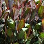 Plants of Pine Lodge Gardens - Canna indica planting