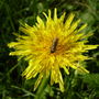 Hoverfly on a Dandelion