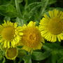 Wild flower