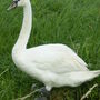 Swan on the Rhyne