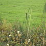 Rushes