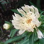 Stokesia laevis 'Mary Gregory' (Stokesia laevis)