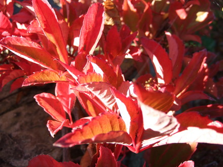 Parthenocissus_th.jpg