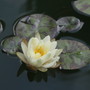 Denver Water Lily
