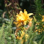 Swallowtail Butterfly