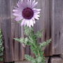Camera_015