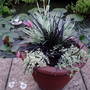 ophiopogon,silene druetts variegated,ornamental grass (Ophiopogon planiscapus (Lilyturf))