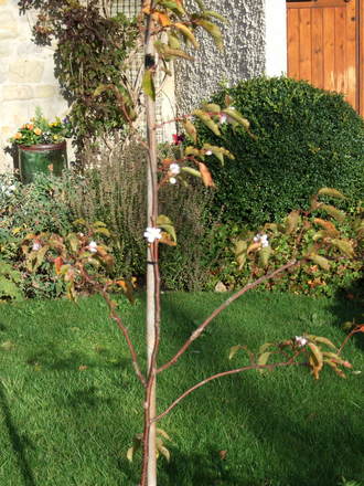 Prunus subhirtella autumnalis 'Rosea' (Prunus subhirtella)