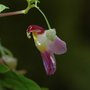 parrot flower