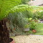 tree fern at the end of the garden