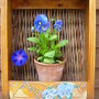 morning glory posing as a pansy