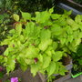 A garden flower photo