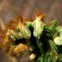 Dicksonia antarctica