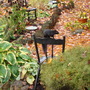 Black_squirrel__big_