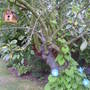 morning glory growing up my apple tree