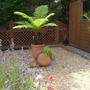 tree fern