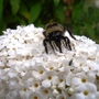 Buddleja davidii 'Peace' and Bumble. (Buddleja davidii 'Peace')