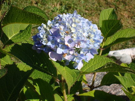 garden_hydrangea.jpg