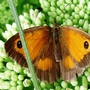 Gatekeeper on Sedum spectablis (Sedum)