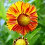 Helenium autumnale 'Red Gold' (Helenium autumnale (American Sneezeweed))
