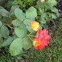 multi-color rose - mom's garden June 08