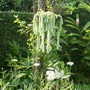 Burro tails and daisies - mom's garden 6/08