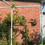 grape vine - mom's garden 6/08