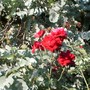 eucalyptus and red roses - mom's garden 6/08