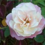 rose - mom's garden 6/08