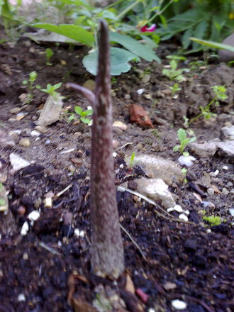 voodoo plant