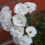white roses - mom's garden 6/08