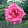 pink rose - mom's garden 6/08