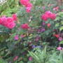 magenta roses - mom's garden 6/08