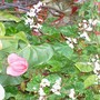 white begonias and corazón chinos - mom's garden 6/08