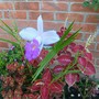 white and purple orchid - mom's garden 6/08