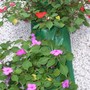 impatiens - mom's garden 6/08
