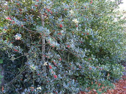 Three_hollies.jpg (Ilex aquifolium)