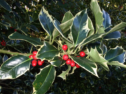 olly_berries.jpg (Ilex aquifolium)
