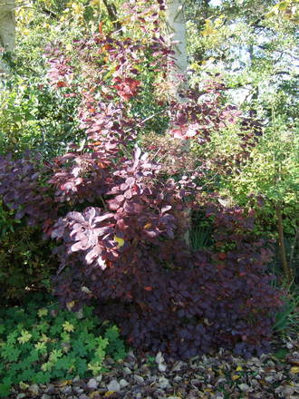 Cotinus coggygria 'Royal Purple' (Cotinus coggygria)