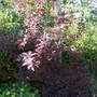 Cotinus_coggygria