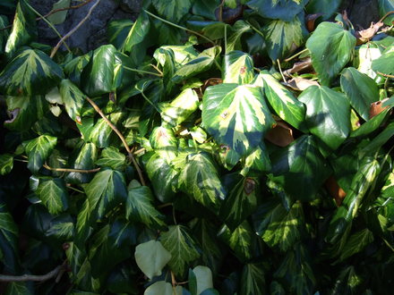 Hedera colchica 'Paddy's Pride' (Hedera colchica)