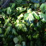 Hedera colchica 'Paddy's Pride' (Hedera colchica)